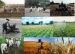تصویب 246 طرح کشاورزی در کارگروه توسعه بخش کشاورزی خراسان جنوبی