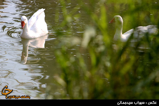 باغ پرندگان تهران 1