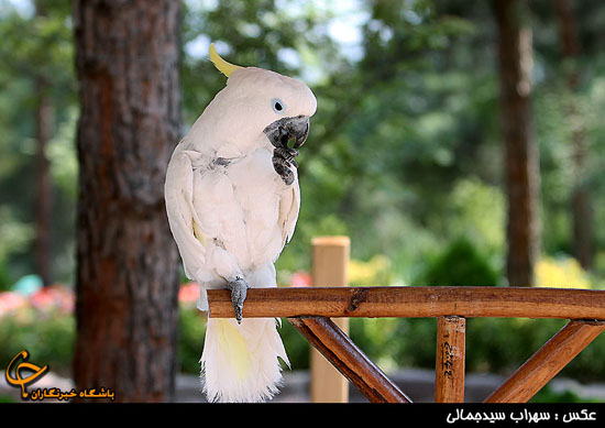 باغ پرندگان تهران 1