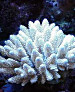 یافتن گونه ای خاص از مرجان های دریایی