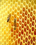 سموم شيميايي علت کاهش توليد عسل نيست