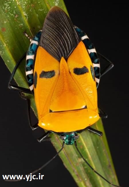 حشرات شگفت انگیز شبیه انسان