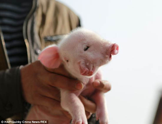 عجیب ترین خوک دنیا با سه چشم و دو بینی 1