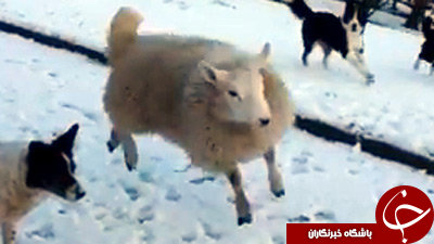 گوسفندی که فکر میکند سگ گله است +عکس