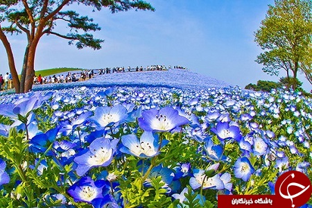 باغی رویایی با گل های بیشه دوست در ژاپن + تصاویر