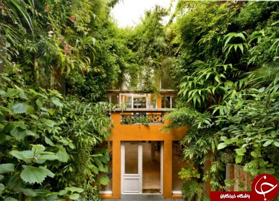 حیاط این خانه یک جنگل واقعی است +عکس