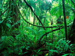 جنگل‌های آمازون عامل نابودی کره زمین + تصاویر