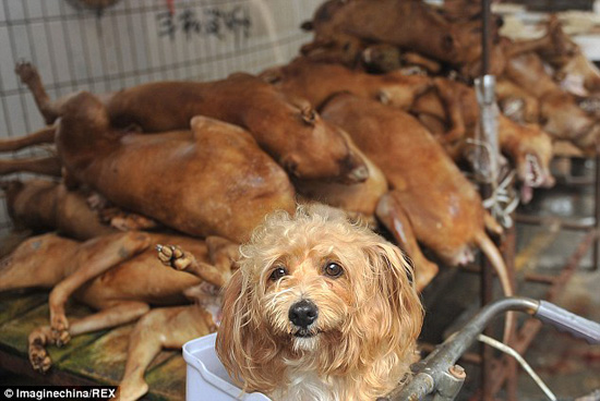 برگزاری وحشیانه‌ ترین جشنواره جهان با گوشت سگ +تصاویر 1