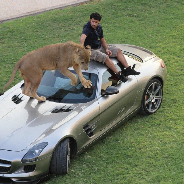  حیوانات خانگی یک شاهزاده اماراتی!+عکس
