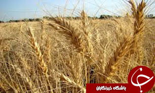 گندم صدرنشین کالاهای وارداتی/ بیش از یک میلیارد دلار صرف واردات برنج شد