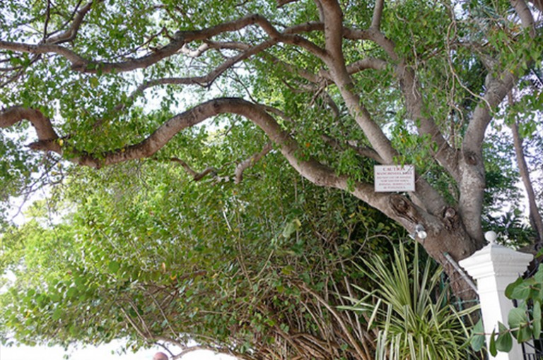 درختی را با نام مرگ را بشناسید+تصاویر!