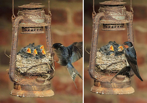 تصاویر زیبا از پرندگان و فرزندانشان + تصاویر