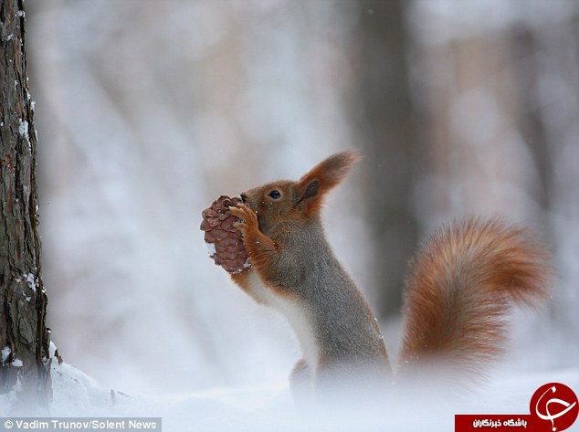 کریسمس سنجاب ها در حیات وحش+تصاویر