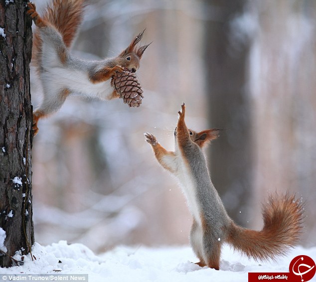 کریسمس سنجاب ها در حیات وحش+تصاویر