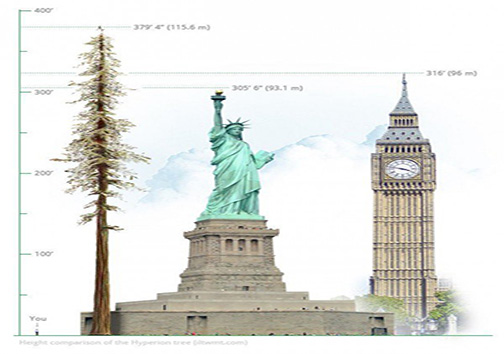 تغییر رکورد بلندترین درخت دنیا + تصاویر