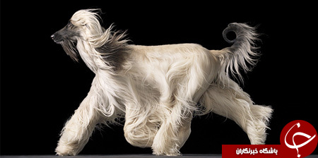 نگاهی به عجیب ترین سگهای دنیا+تصاویر////عکس ها چک شود/////
