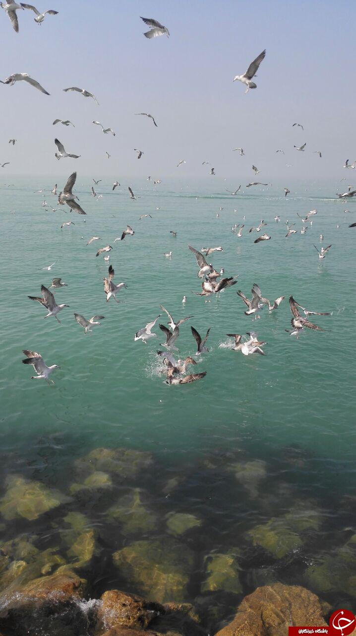 تصاویری زیبا از پرواز پرندگان در ساحل بوشهر
