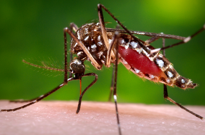 ویروس های خطرناک تر از زیکا را بشناسید+ تصاویر
