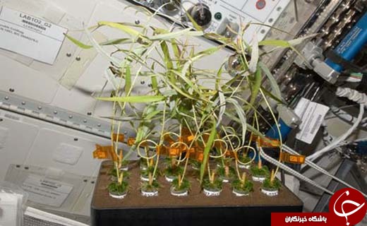 این گیاهان در آینده در سیاره مریخ رشد می‌کنند