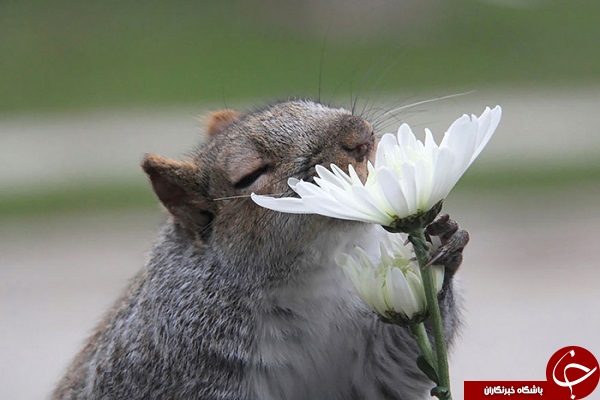 تماشای گل‌ها و جانوران + تصاویر