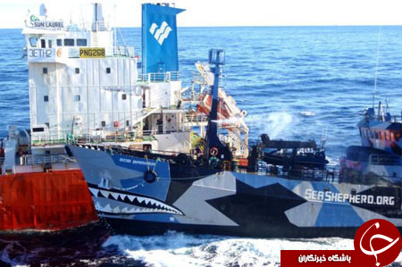 سنت عجیب ماهیگیران ژاپنی، انقراض نهنگ‌ها را نزدیک می‌کند+ تصاویر