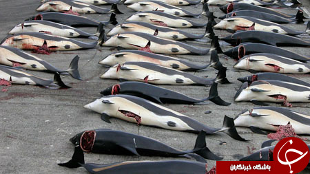 سنت عجیب ماهیگیران ژاپنی، انقراض نهنگ‌ها را نزدیک می‌کند+ تصاویر