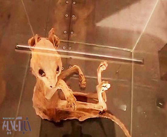 تصاویر کشف بقایای موجودی عجیب مومیایی شده در ترکیه/ جانور باستانی یا یک گربه معمولی ؟