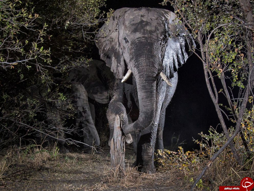 تصاویری جالب و دیدنی از حیات وحش آفریقا