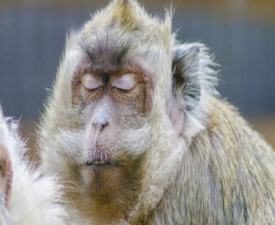 آیا میمون‌ها راز اوتیسم را برملا می‌کنند؟ 1