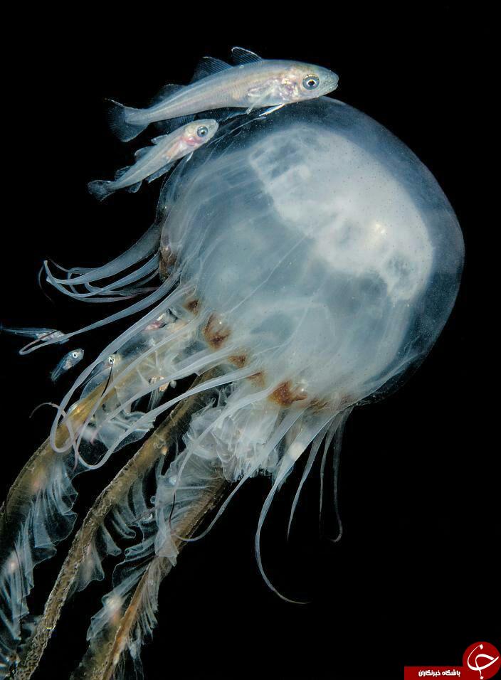 تصاویر زیبا از موجودات دریایی
