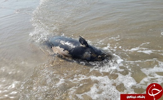 مرگ تلخ یک دلفین + فیلم و تصاویر