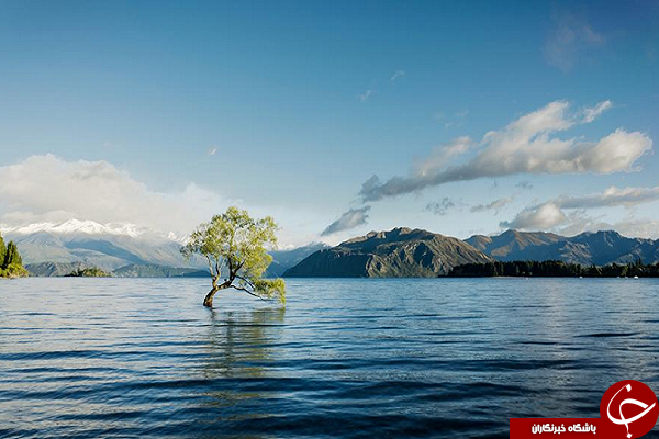 تنهاترین درخت نیوزیلند +تصاویر