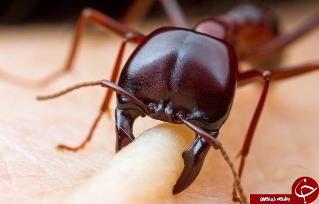 لحظه گاز گرفتن مورچه از انسان +تصاویر