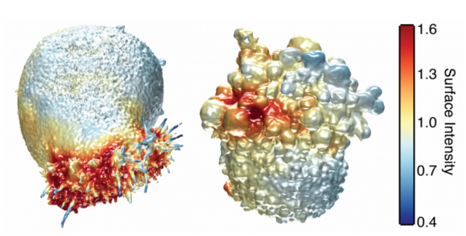 مشاهده سلول سرطانی زنده با میکروسکوپ سه بعدی+ عکس