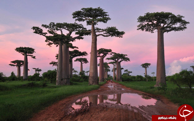 درختان مائوباب در ماداگاسکار +تصاویر
