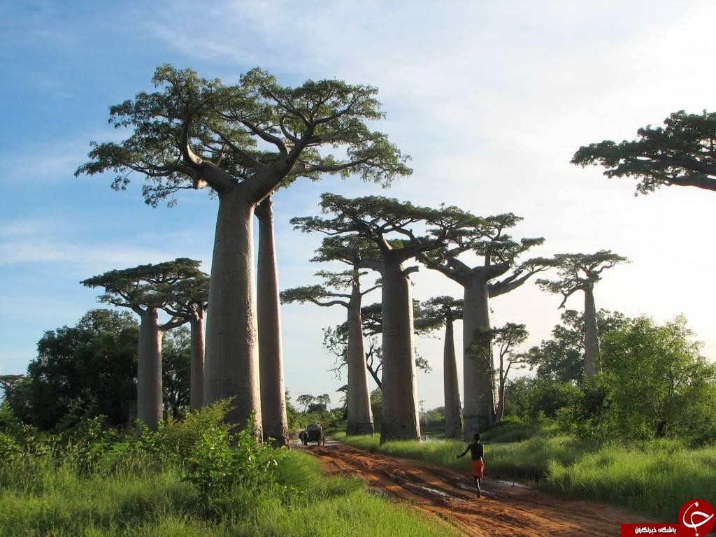 درختان مائوباب در ماداگاسکار +تصاویر