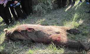 حیوانات بی گناه زیر ضربات چوب و سنگ جان می‌دهند/خرس‌ها بر مدار انقراض