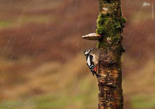 حیوانات در باران کجا می روند+ عکس