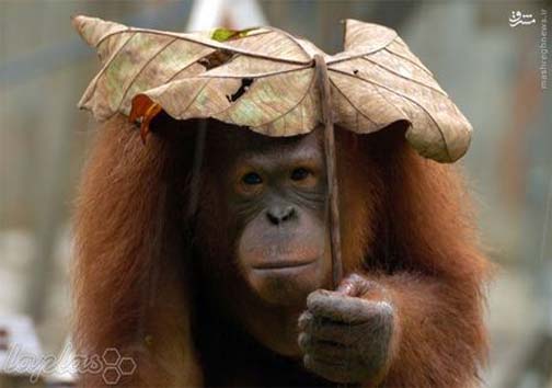 حیوانات در باران کجا می روند+ عکس
