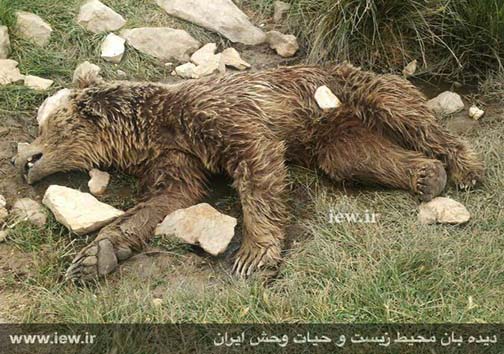 قتل بیرحمانه یک خرس قهوه ای در کرمانشاه +عکس