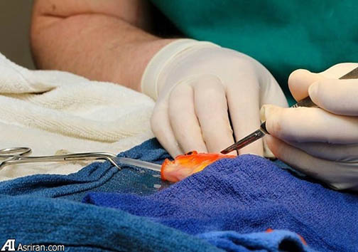 جراحی‌های شگفت انگیز در دنیای حیوانات