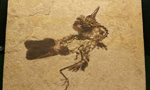 کشف فسیل پرنده‌ای با قدمت 115 میلیون سال در برزیل! 1