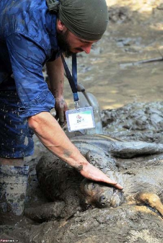 تصاویر دردناک از حیوانات دفن شده زیر سیل تفلیس