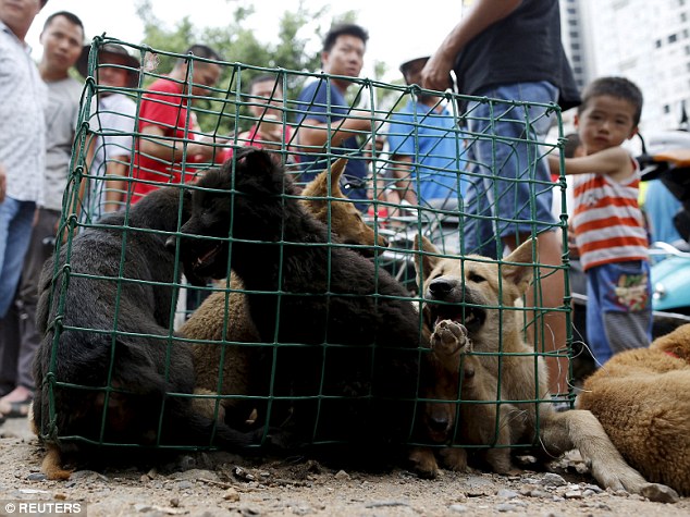 تصاویری تکان دهنده از مراسم سگ کشی در چین