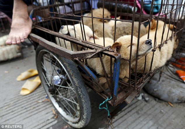تصاویری تکان دهنده از مراسم سگ کشی در چین