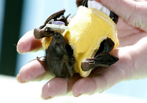 این خفاش معروف بیمار است ! +عکس