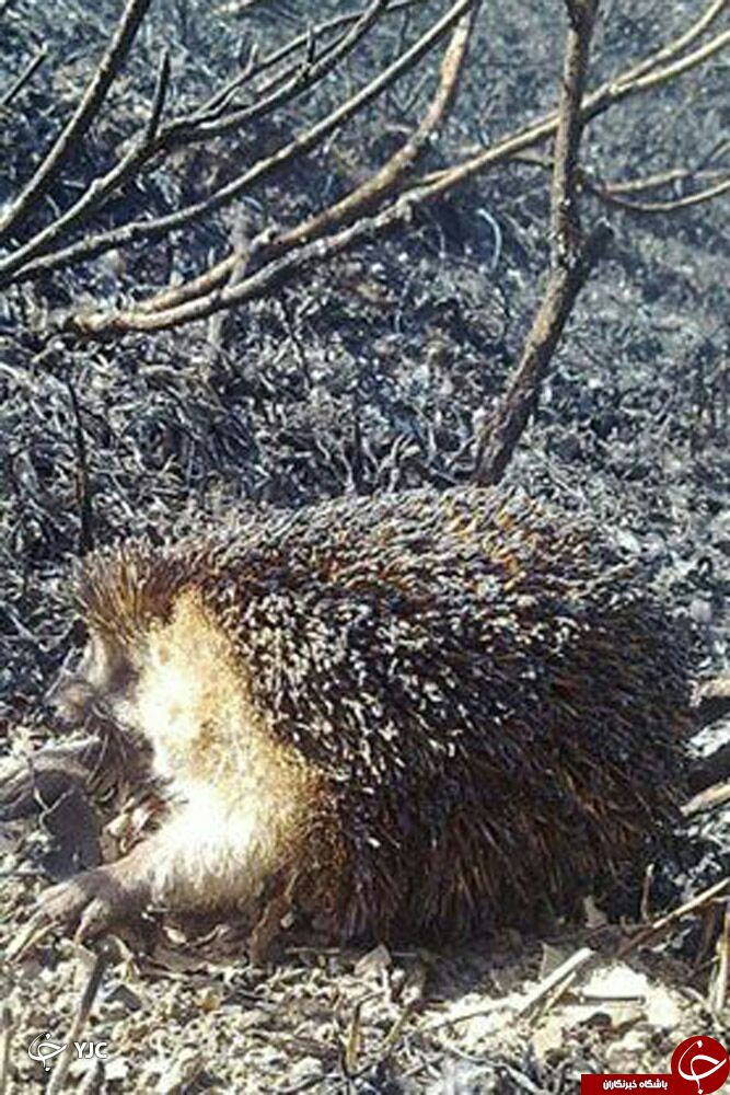 تصاویر از بین رفتن حیوانات در آتش سوزی آبیدر