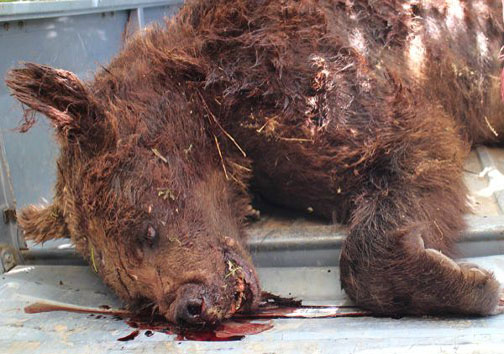 شلیک گلوله جان یک خرس قهوه‌ای را گرفت+ عکس