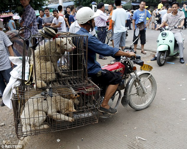 تصاویری تکان‌دهنده از مراسم سگ خوری در چین (13+)