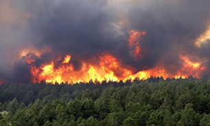 ۲۰۰ هکتار از جنگل های بلوط ایلام به دلیل نزاع خانوادگی در آتش سوخت